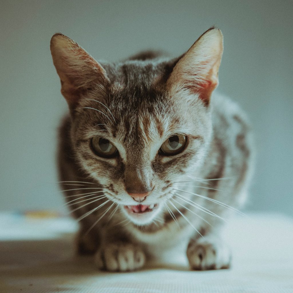 Evil Cat.